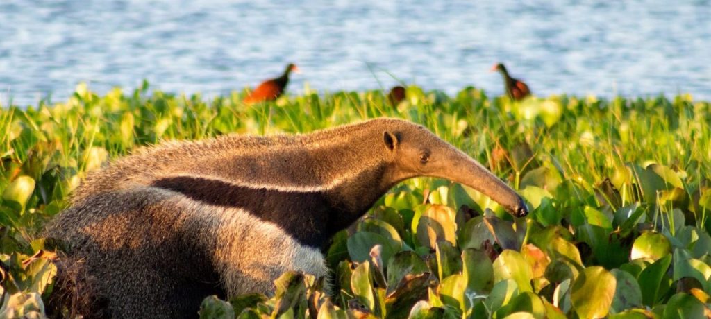 Miereneter Pantanal