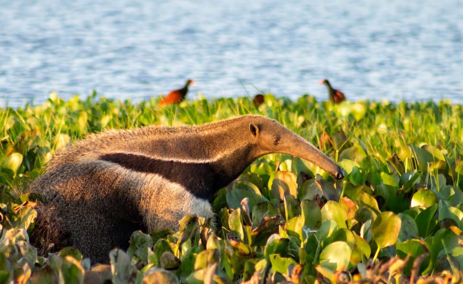 Miereneter Pantanal