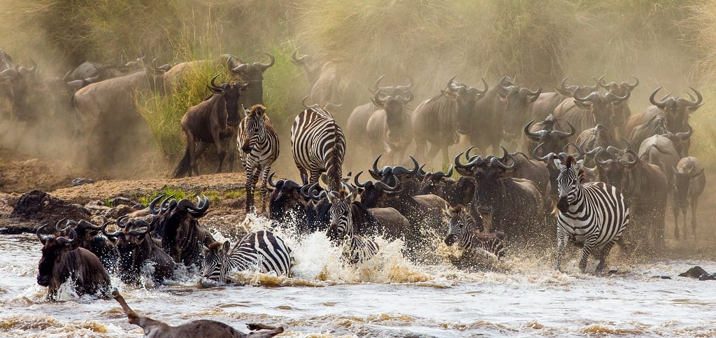 Rondreis Tanzania, Fly in safari Masai Mara