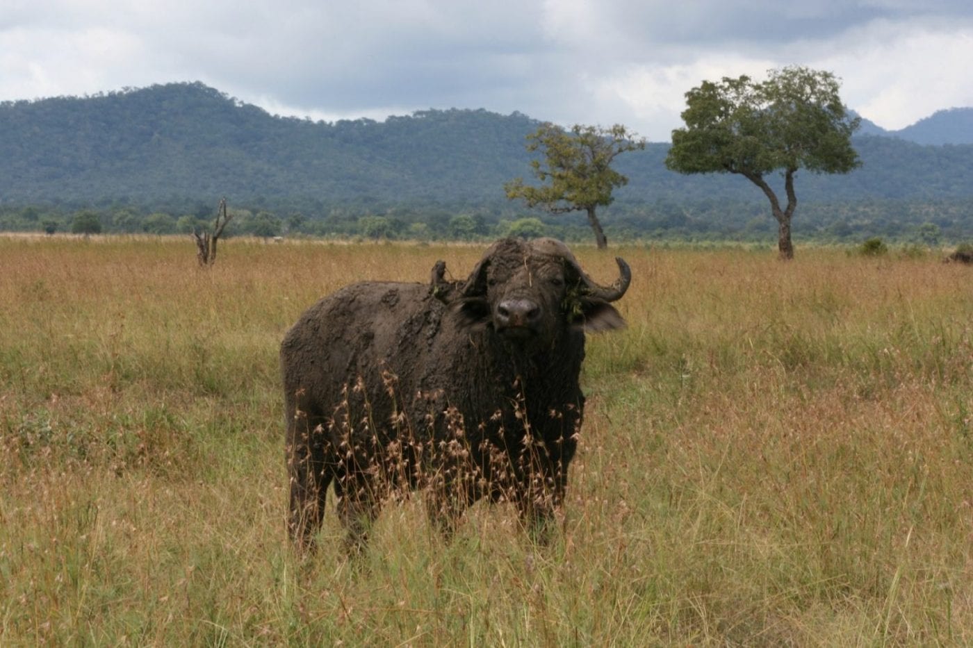 Buffel reizen | Sundowner Wildlife Holidays