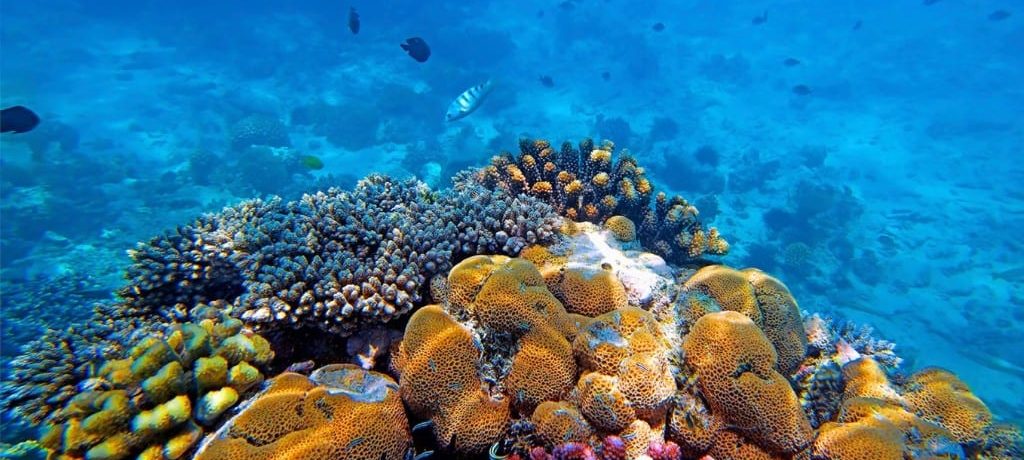 Mnemba Island Lodge, Beste tijd voor Zanzibar