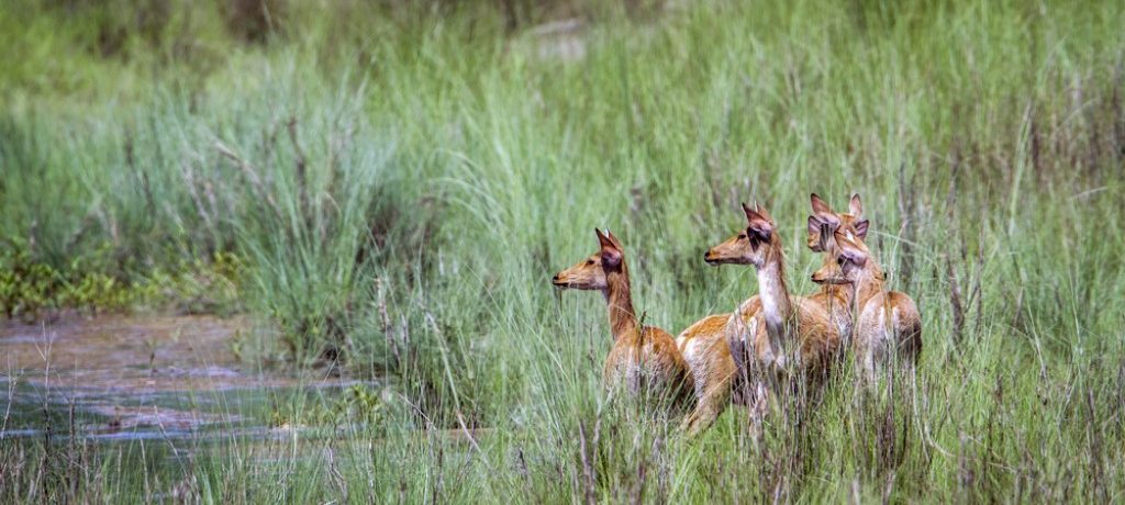 Moerashert, Sukla Phanta, Bardia National Park, Nepal - Shutterstock Moerashert, Sukla Phanta