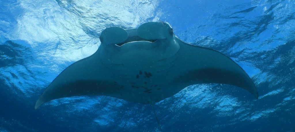 Mantaroggen