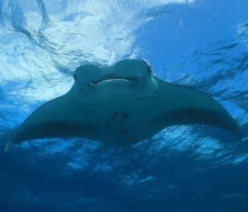 Mantaroggen