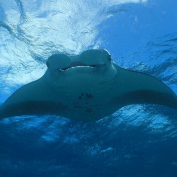 Mantaroggen
