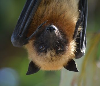 Fruitbat