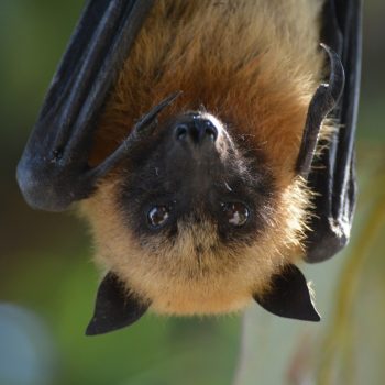 Fruitbat