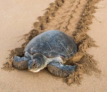 Schildpadden spotten