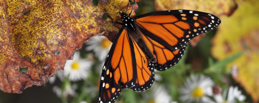 Monarch vlinder