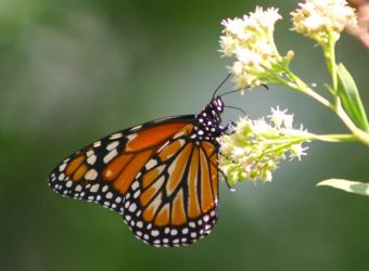 Monarchvlinderreis, Mexico