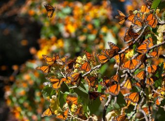 Monarchvlinderreis, Mexico