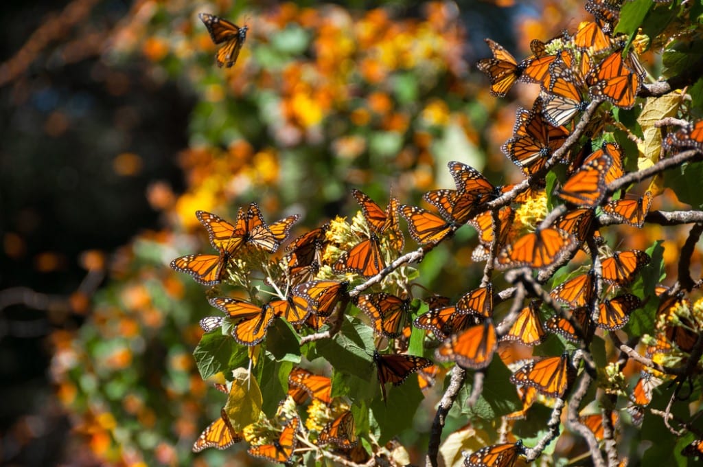 Monarchvlinderreis, Mexico