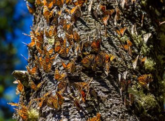 Monarchvlinderreis, Mexico