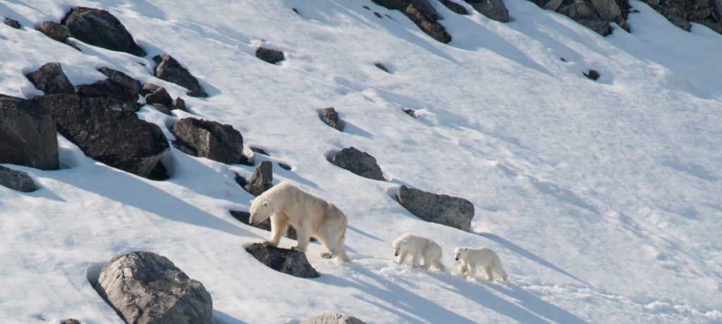 IJsbeer, Spitsbergen - Oceanwide