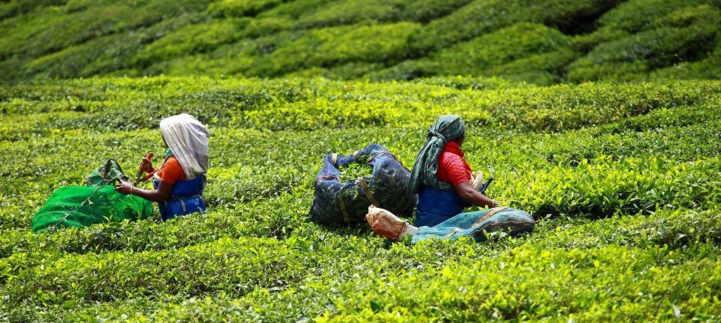 Thee plantage Munnar, Kerala, India - Shutterstock Thee plantage Munnar