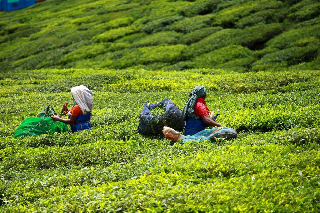 Thee plantage Munnar