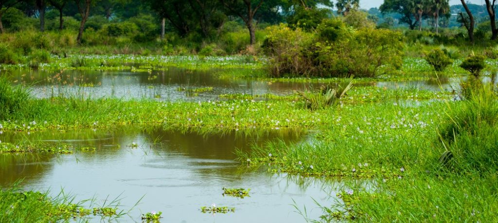 Murchison Falls