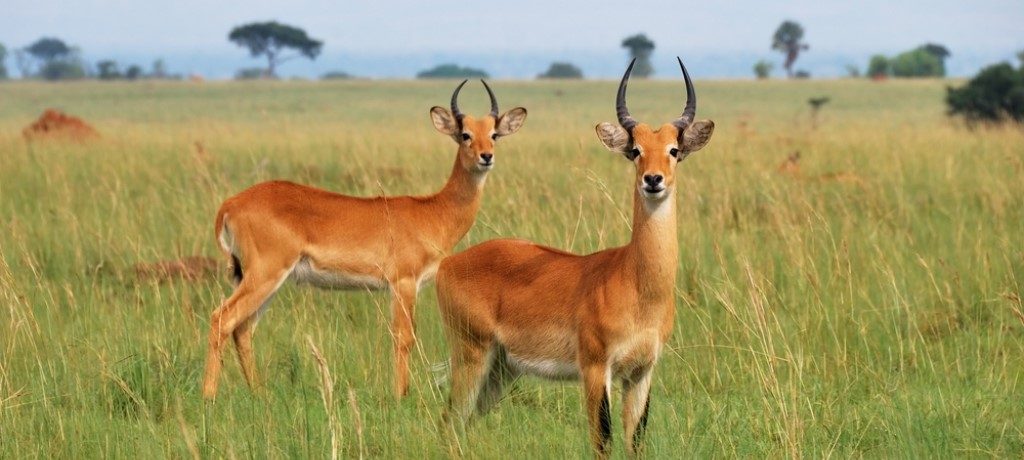 Antilope, Murchison Falls, Oeganda - Shutterstock
