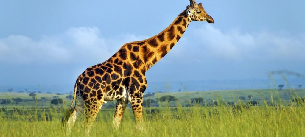 Giraffe