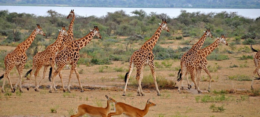 Giraf, Murchison Falls, Oeganda - Shutterstock