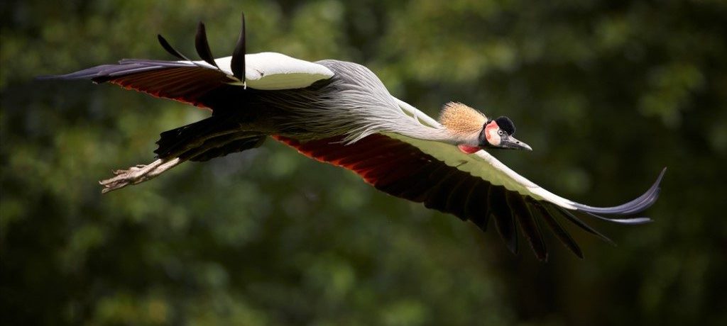 Grijze Kroonkraanvogel, Murchison Falls, Oeganda - Shutterstock