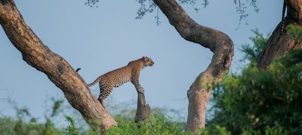 Luipaard, Murchison Falls. Oeganda - Shutterstock