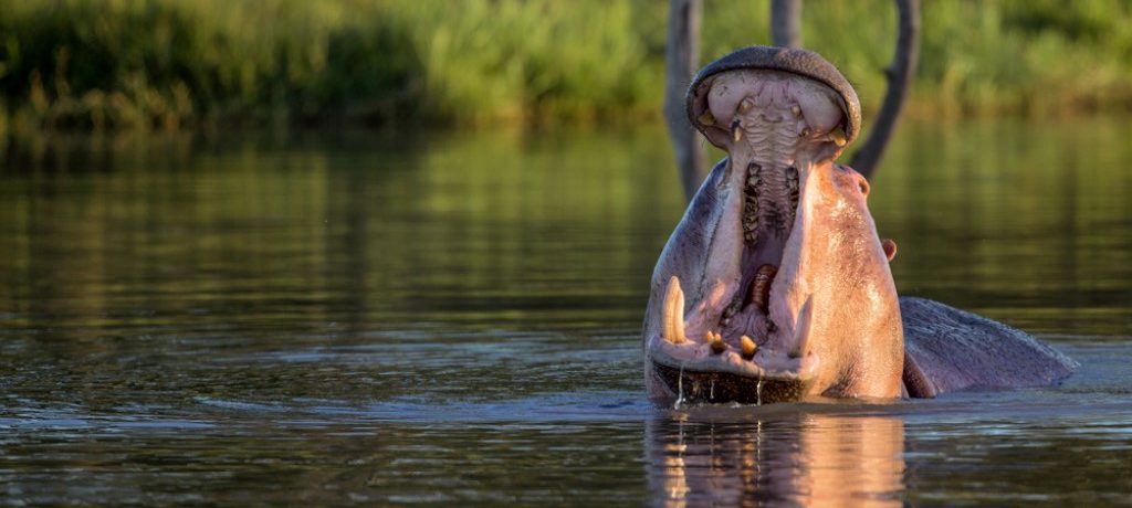 Nijlpaard, Murchison Falls, Oeganda - Shutterstock