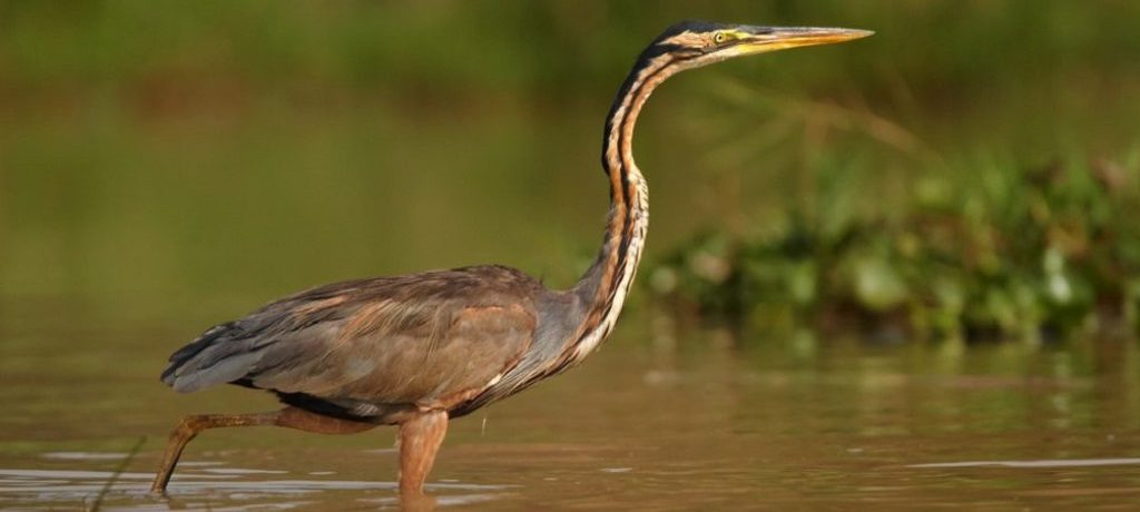 Purperreiger, Murchison Falls, Oeganda - Shutterstock