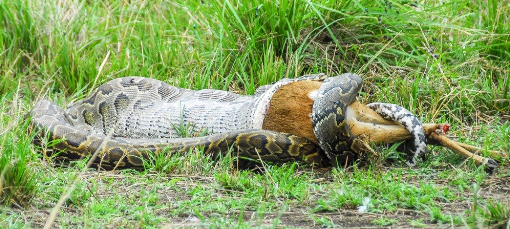 Python, Murchison Falls, Oeganda - Shutterstock