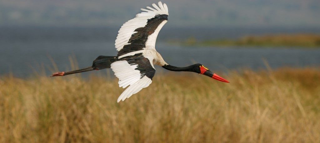 Zadelbekooievaar, Murchison Falls, Oeganda - Shutterstock