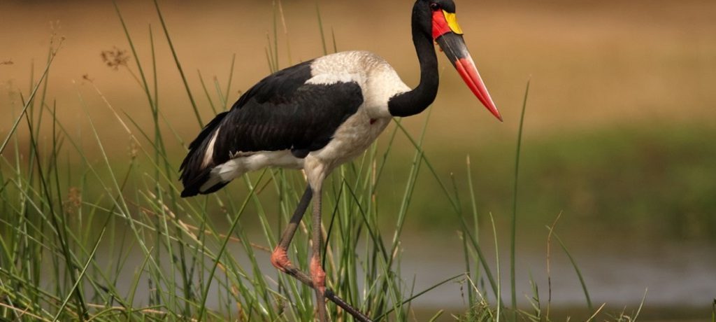 Zadelbekooievaar, Murchison Falls, Oeganda - Shutterstock