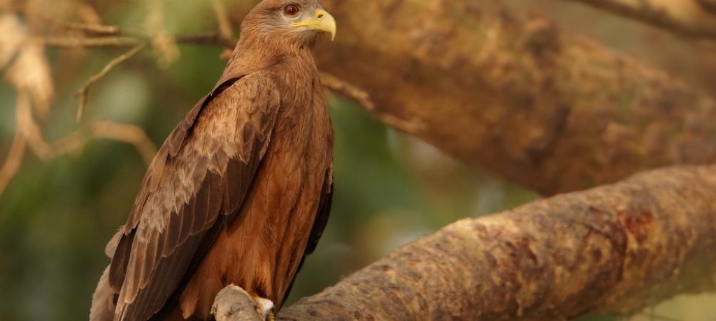 Zwarte Wouw, Murchison Falls, Oeganda - Shutterstock