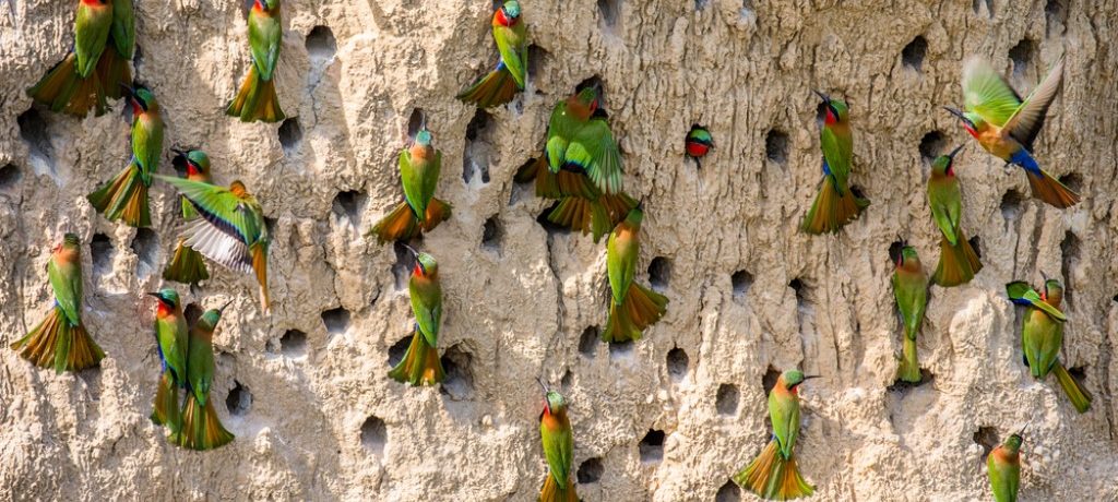 Bijeneter, Murchison Falls, Oeganda - Shutterstock