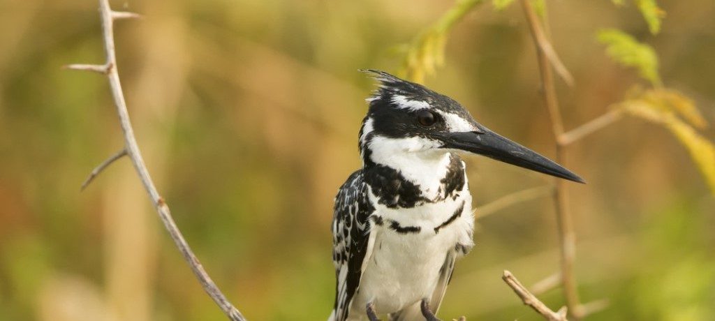 ijsvogel