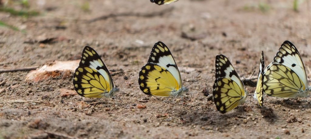 Vlinder, Murchison Falls, Oeganda - Shutterstock
