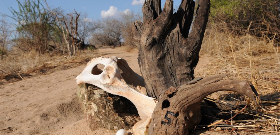 Mwagusi Safari Camp