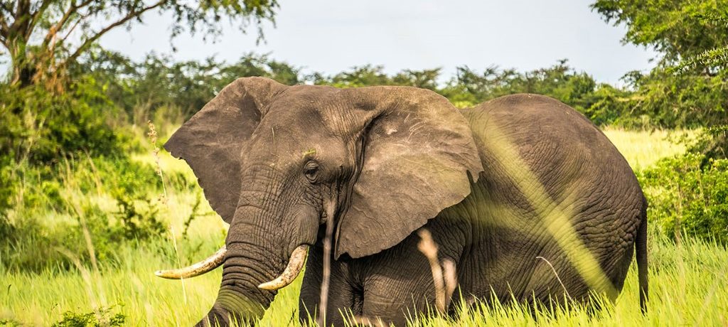 Mweya Safari Lodge