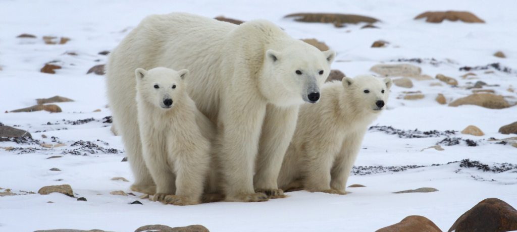 IJsberen Churchill in Canada