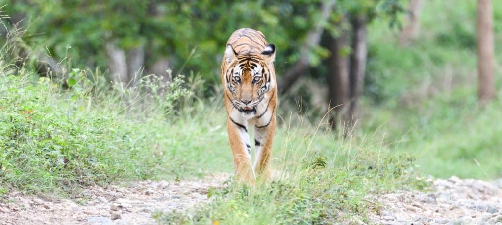 Tijger, Nagarhole, India - Shutterstock Nagarahole