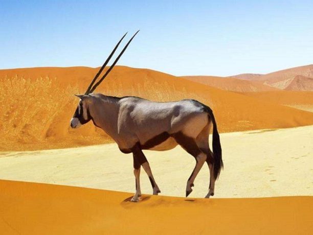 Oryx, Sossusvlei, Namibië - Shutterstock