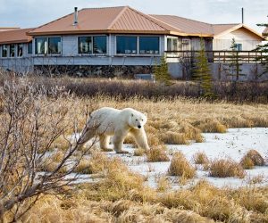 Nanuk Polar Bear Lodge