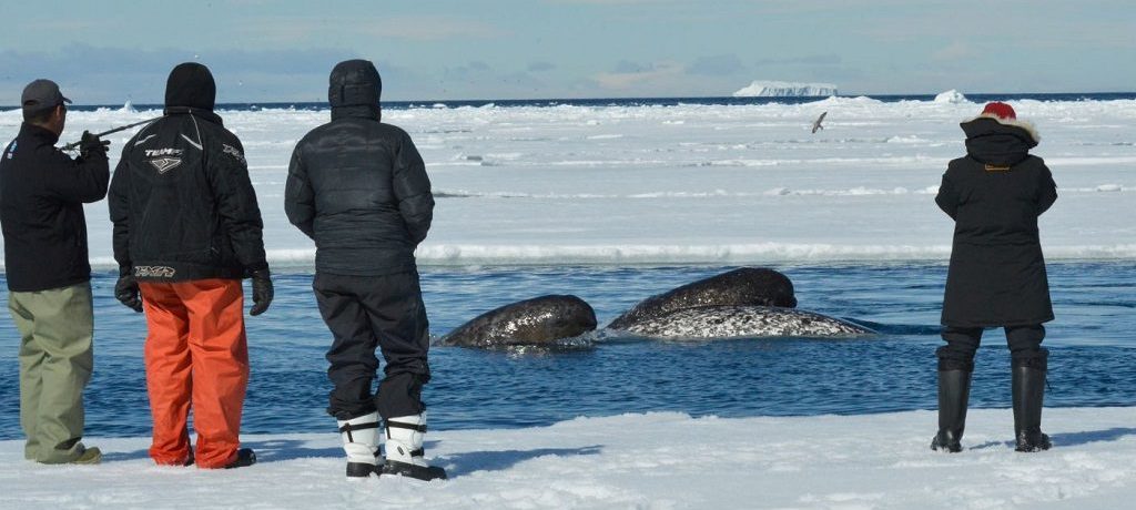 Narwal, Arctic Canada