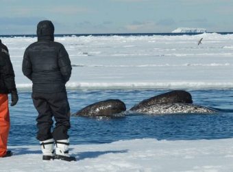 Narwal, Arctic Canada