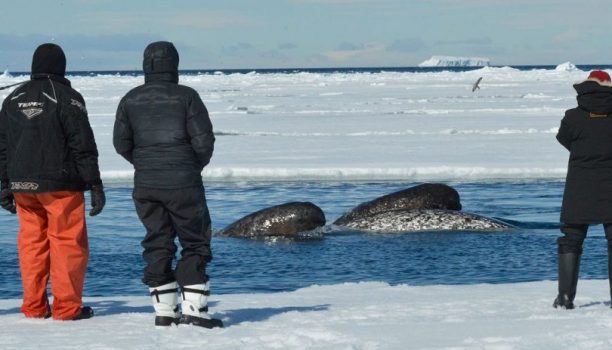 Narwal, Arctic Canada