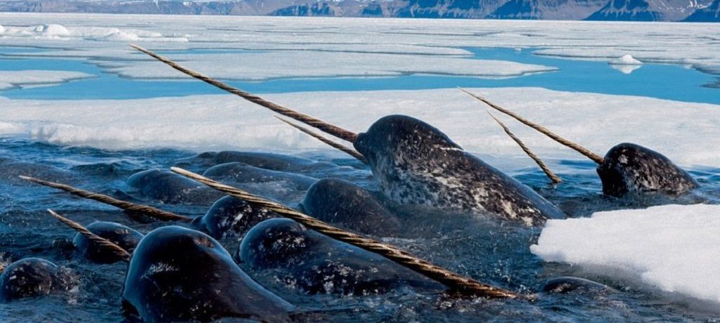 Bezienswaardigheden Arctisch Canada