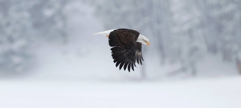 Yellowstone Wolvenreis