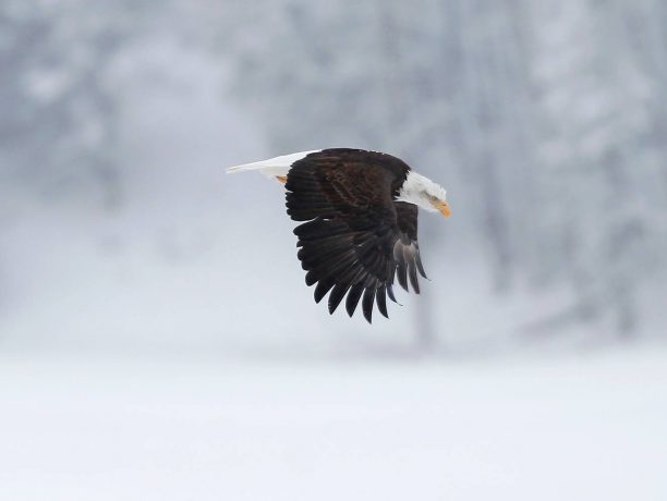 Yellowstone Wolvenreis