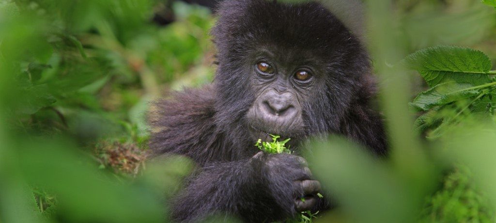 Bezienswaardigheden van Rwanda