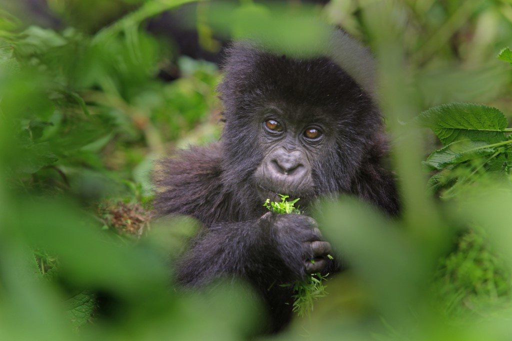 Bezienswaardigheden van Rwanda