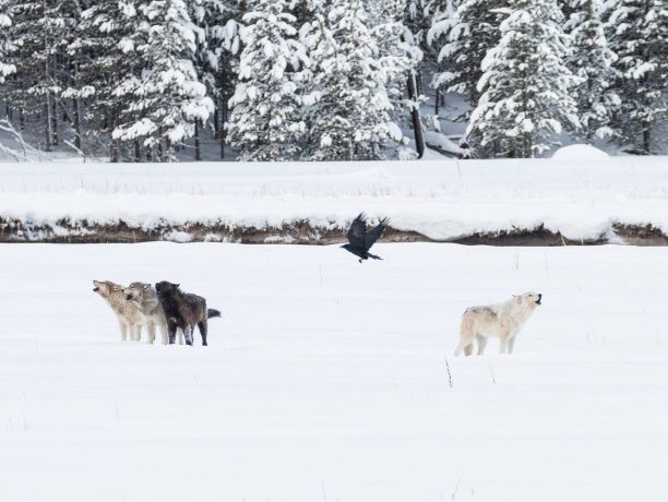 Yellowstone Wolvenreis